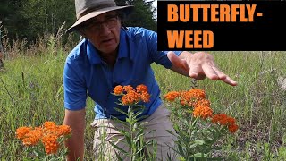 Butterflyweed Asclepias tuberosa Profile [upl. by Nywra399]