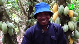 AYEKOO COCOA FARMERS SHARE TESTIMONIES ON POLLINATION [upl. by Iris994]