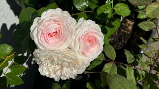 Olivia Rose Austin doing really well in a pot davidaustinroses rose plants [upl. by Valerian626]