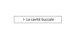 Histologie de la cavité buccale  2 ème année médecine [upl. by Nofets265]