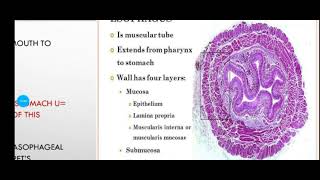 Histology Slide Series Episode 9  Histology of the Oesophagus and Stomach [upl. by Yajet]