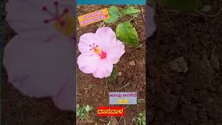 ಬಿರಿವ ಬೆಳಕಿನ ಹೂವಂತೆ l Chalisuva cheluve [upl. by Ylrrad]