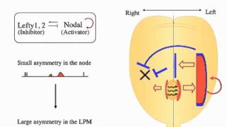 Establishing Robust LeftRight Asymmetry in the Vertebrate Embryo [upl. by Catt200]