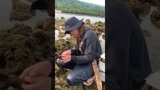 Fresh abalone of bulalacao mindoro🥰😋 abalone trendingvideo [upl. by Elva127]