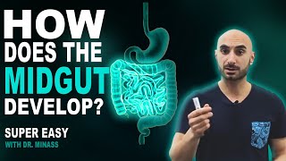 Embryology of the GIT II  Midgut Easy to Understand [upl. by Melisa]