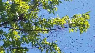 Swarm Of Bees In The Air Then To A Limb Must See [upl. by Giarg]