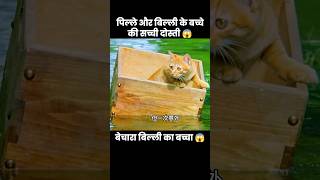 यह बिल्ली का बच्चा गलती से नदी में गिर गया 😱  short dog movie recap cartoon [upl. by Antipas]