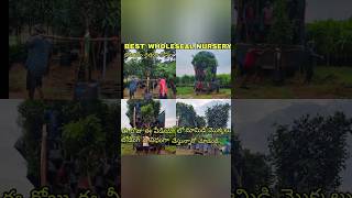 MANGO PLANTS ALL VERITYS AVAILABLE gardenflowers shorts youtubeshorts youtube farming 2024 [upl. by Desai]