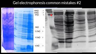 Gel electrophoresis common mistakes 2 [upl. by Nho]