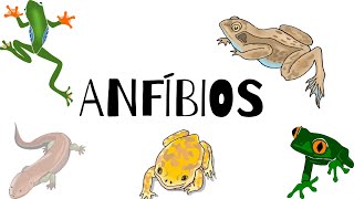 Anfíbios  Anuros Urodelos e Ápodes 🐸 [upl. by Rhyner]