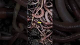 What is A Hookworm [upl. by Notlit328]