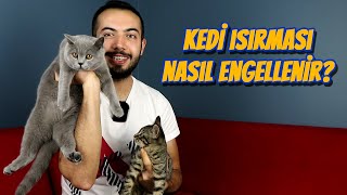 KEDİ ISIRMASI NASIL ENGELLENİR Kedim Elimi Ayağımı Isırıyor [upl. by Johathan]