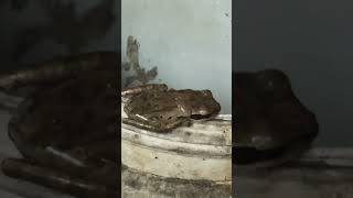 “Burrowing Frog Rescued from Bucket by QuickThinking Passerby” [upl. by Nnaassilem]