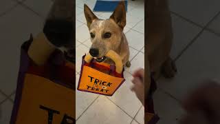 Red Heeler Dually Trick or Treat [upl. by Hammad811]