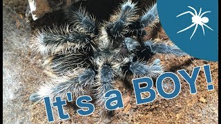 LOVE IS IN THE AIR I have a MALE CURLY HAIR TARANTULA [upl. by Talyah]