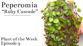 How To Care For Peperomia “Ruby Cascade”  Plant Of The Week Ep 9 [upl. by Ssew]