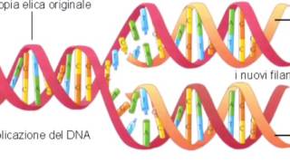 DNA struttura duplicatione e funzione [upl. by Atirehc]