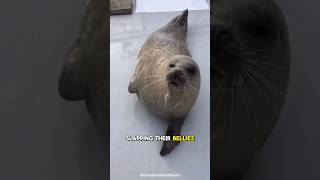 There are reasons for Seals slapping their bellies [upl. by Dnalerb]