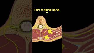 Testing Spinal cord and Nerves Shorts Part B [upl. by Leiruh592]