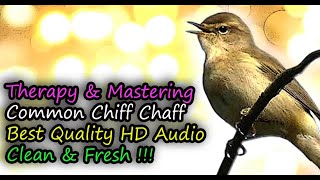 Common Chiffchaff Bird Song Best Quality Audio For Therapy amp Mastering Phylloscopus collybita [upl. by Crespi]