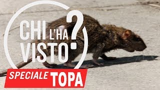 TRAPPOLA FAI DA TE TOPI di Fogna RATTI PANTEGANE GRANDI ENORMI [upl. by Anele]