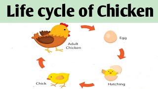 Life cycle of Hen ChickenHow to draw and label Hen life cycle [upl. by Etnaihc580]