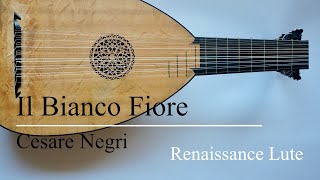 Il Bianco Fiore  Negri【Renaissance Lute リュート】 [upl. by Laekcim320]