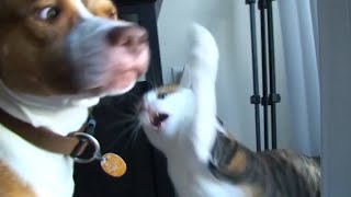 Funniest Mean Cats 😹  Dont try to hold back Laughter 😂  The Pet Collective [upl. by Netsryk2]