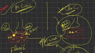 Myasthenic crisis vs cholinergic crisis  Myasthenia gravis  ANS pharmacology  2nd year mbbs [upl. by Ibbor]