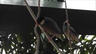 Reisfink Padda oryzivora  Java sparrow  Haus des Meeres [upl. by Lipscomb876]