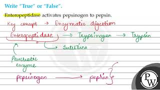 Write quotTruequot or quotFalsequot Enteropeptidase activates pepsinogen to pe [upl. by Blau499]