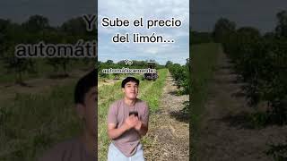 Humor citricola shorts citricos agricultura rotaciondecultivos limon limoneros precio [upl. by Stannfield883]