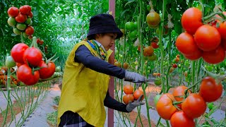 Harvesting Tomatoes In A Greenhouse to sell at the market gardening and taking care of pets [upl. by Eerized856]