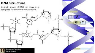 The Mechanism of DNA Replication [upl. by Baudoin]