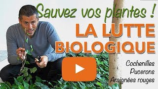 LUTTE BIOLOGIQUEPLANTE VERTEPUCERONSCOCHENILLES [upl. by Marchese141]