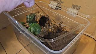 Theraphosa stirmi burgundy Goliath Birdeater rehousing and a couple care notes [upl. by Mmada]