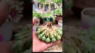 Succulent Tips Repotting succulents 🪴 shorts [upl. by Thielen]