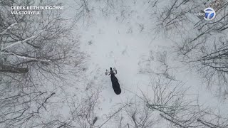 Drone captures rare moment moose sheds antlers in Canadian forest [upl. by Retnuh577]