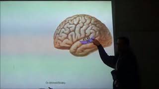 Anatomy  The Cerebrum Lecture And Lab by DrAhmad Alzainy [upl. by Aivartal483]