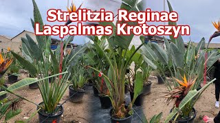 Strelitzia Reginae  Strelicja królewska w ofercie Laspalmas Krotoszyn [upl. by Ahsiri]