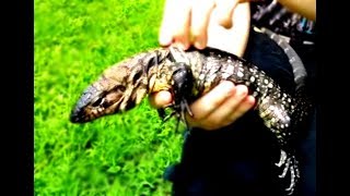 Tegu Shed July 2018 [upl. by Nywled]