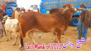 Last Vlog Of 2023Sheikhwan Cow MandiMandivisit [upl. by Bunny]