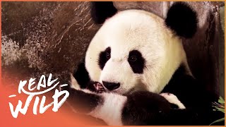 Saving The Endangered Giant Panda  Panda Nursery  Real Wild [upl. by Undine]