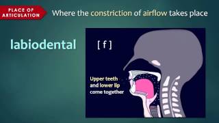 Introduction to Articulatory Phonetics Consonants [upl. by Tat429]