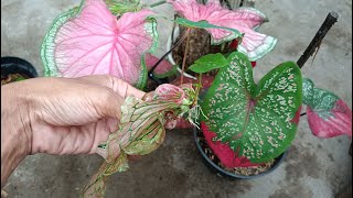 How to Grow Caladium Plant From Single Leaf [upl. by Ettedualc562]