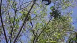 Howler Monkey Dawn Chorus [upl. by Rab161]