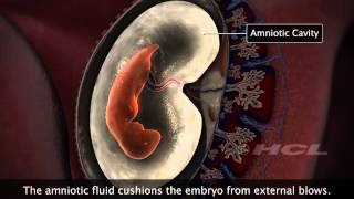 HCL Learning  Embryonic Development in Humans [upl. by Sokem]