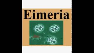 Eimeria Coccida Life Cycleاسهل طريقة لشرح الأيمرية [upl. by Trelu]