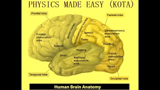 ANATOMY OF BRAIN HEAD amp NECK INTERNAL CAROTID ARTERIES OF HEAD SKULL BONES FOR NEET amp AIIMS  2 [upl. by Wivestad]