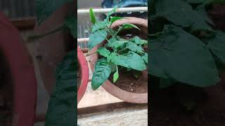 🔶अबोली 🔶blooms on my crossandra plant [upl. by Eerpud]